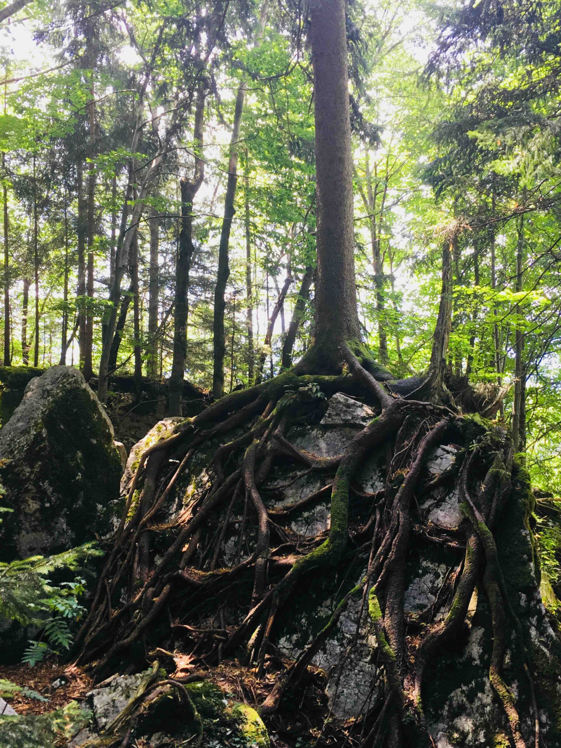 Katharina-Rotter-Klangschalentherapie-Demenzbetreuung-Salzburg-2-Baum-mit-Wurzeln Katharina-Rotter-Klangschalentherapie-Demenzbetreuung-Salzburg-2-Baum-mit-Wurzeln